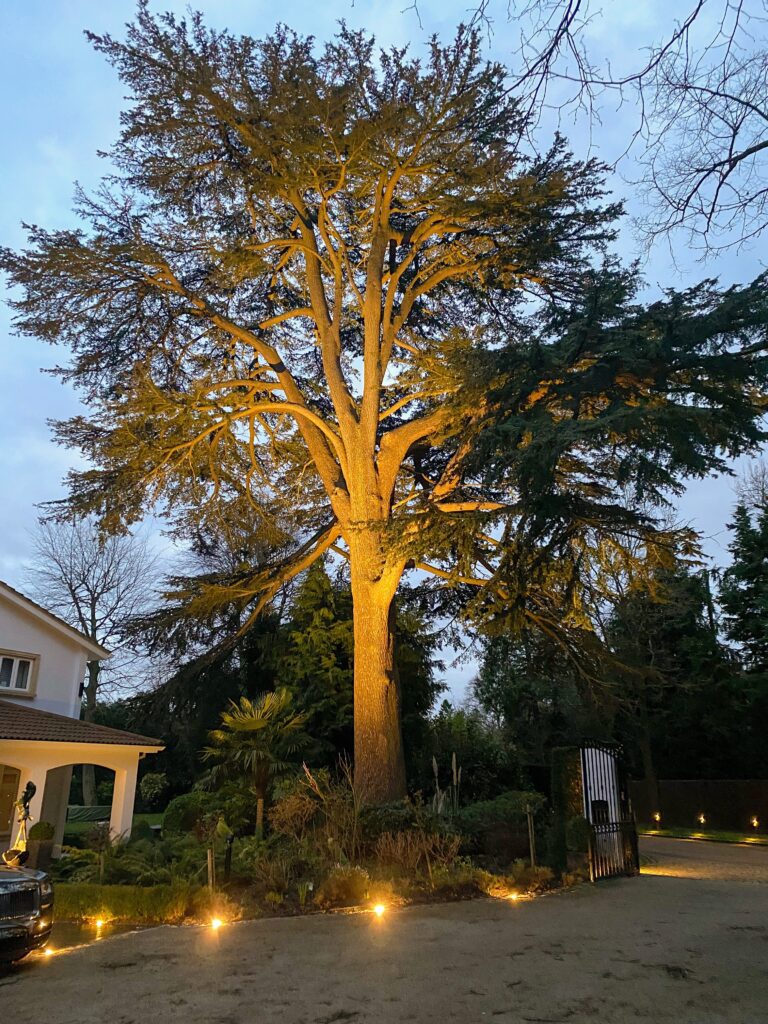 An example of using the correct light with a beam angle to suite this large tree.